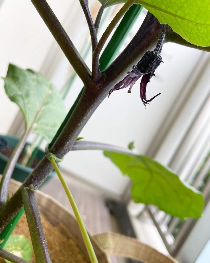 なすの投稿画像 By ましろんさん 家庭菜園とベジタブルトートバッグとおうちde菜園とおうち園芸と相談とナスの苗と茄子 きゅうり ズッキーニ ピーマンと ベランダ菜園 月6月24日 Greensnap グリーンスナップ