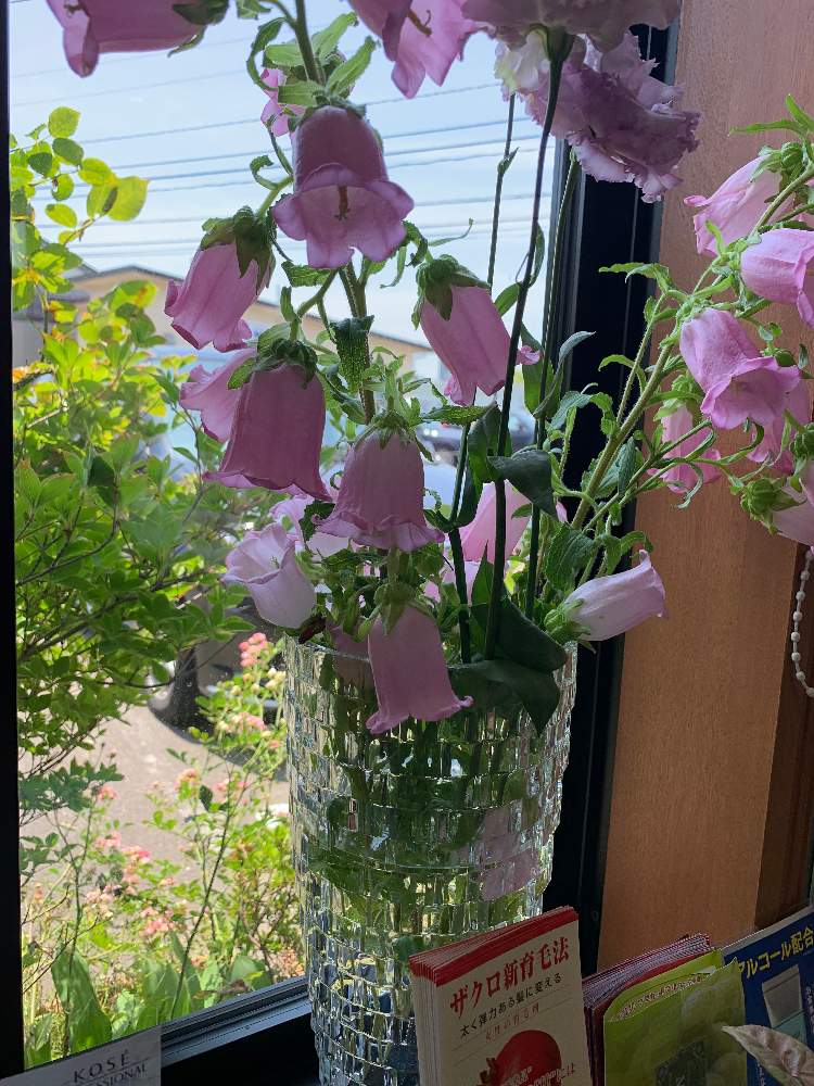 又男さんの投稿画像 月6月24日 Greensnap グリーンスナップ