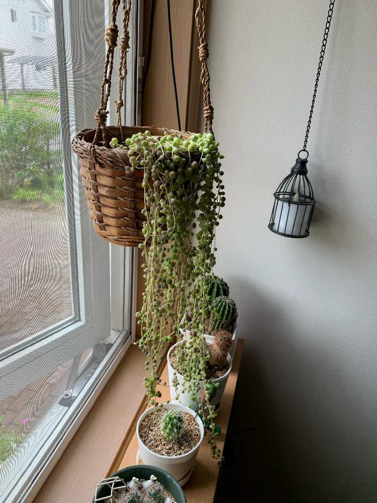 グリーンネックレスの投稿画像 By ぱっぱらさん 多肉植物と岩手県 月6月24日 Greensnap グリーンスナップ