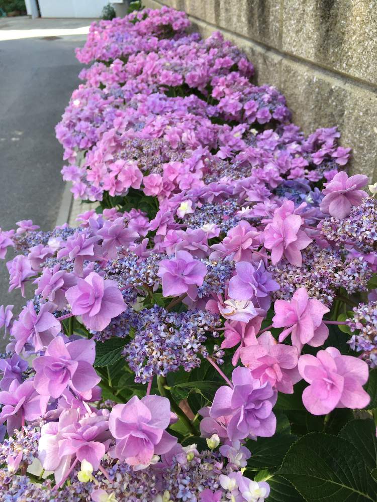 紫陽花 あじさい アジサイの投稿画像 By じぇっとんさん 紫陽花コサージュとピンクの花とおうち園芸と知り合いの花壇 月6月24日 Greensnap グリーンスナップ