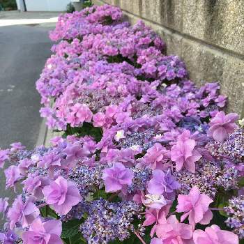 紫陽花コサージュの投稿画像一覧 Greensnap グリーンスナップ