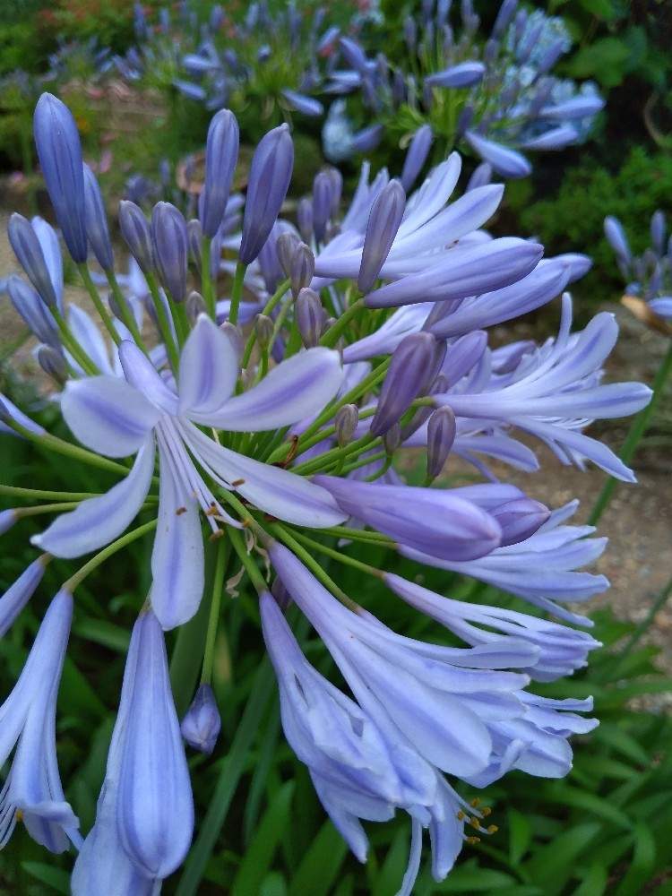 アガパンサスの投稿画像 By Hanabiraさん 庭の花と可愛い花と季節の花と花のある暮らしと地植え 月6月24日 Greensnap グリーンスナップ