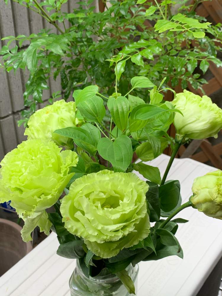 バルコニー ベランダの投稿画像 By ろこたろさん トルコキキョウ と黄緑色とpwフォトコンとトルコキキョウ と黄緑色とpwフォトコン 月6月24日 Greensnap グリーンスナップ Greensnap グリーンスナップ