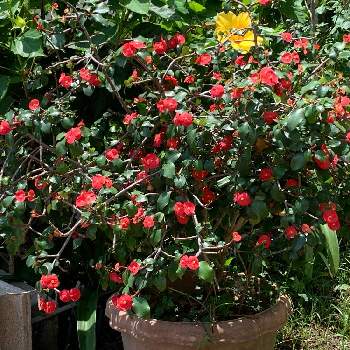 トゲナシハナキリンの投稿画像一覧 Greensnap グリーンスナップ