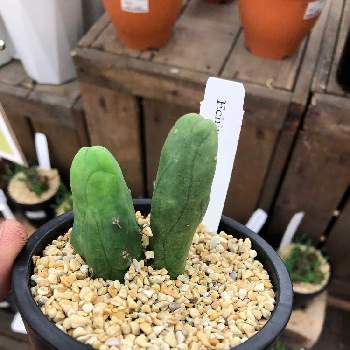 なるほど柱　成程柱　珍宝閣 サボテン 珍宝閣 ブランチ なるほど柱 成程柱