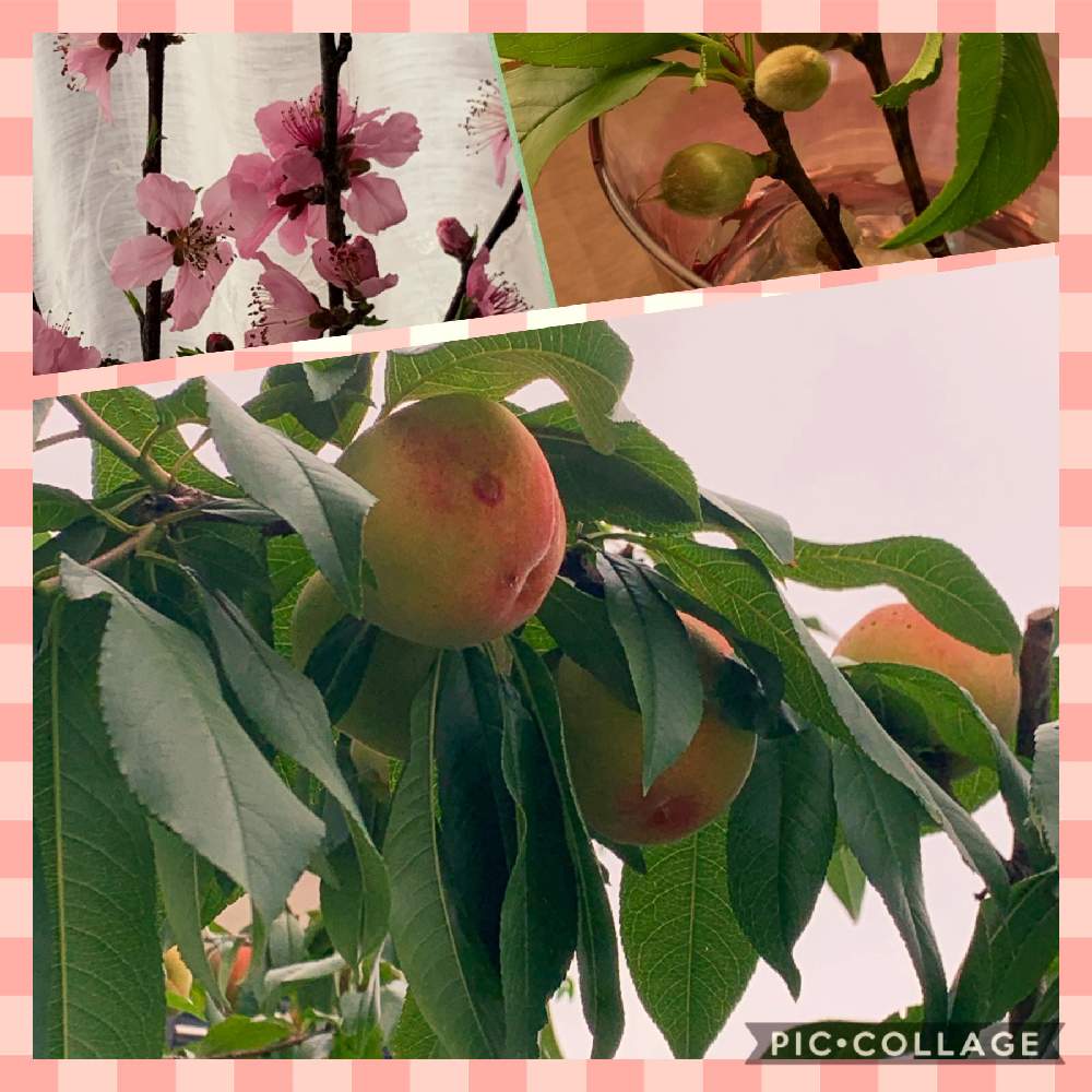 モモの投稿画像 By Tamagopanさん 桃の木 と桃の実 と果実のある暮らしとももりん と我が家の果実 月6月24日 Greensnap グリーンスナップ