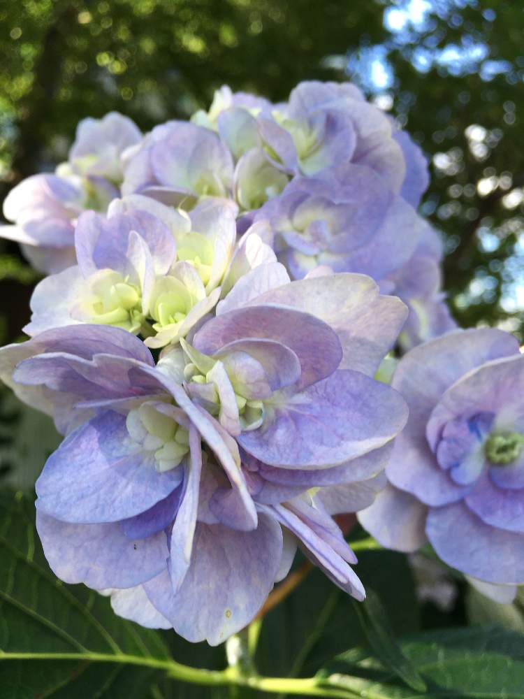 アジサイ 十二単衣の投稿画像 By じぇっとんさん お出かけ先と紫の花とおうち園芸と知り合いの花壇と紫の花とおうち園芸と知り合いの花壇 月6月24日 Greensnap グリーンスナップ Greensnap グリーンスナップ
