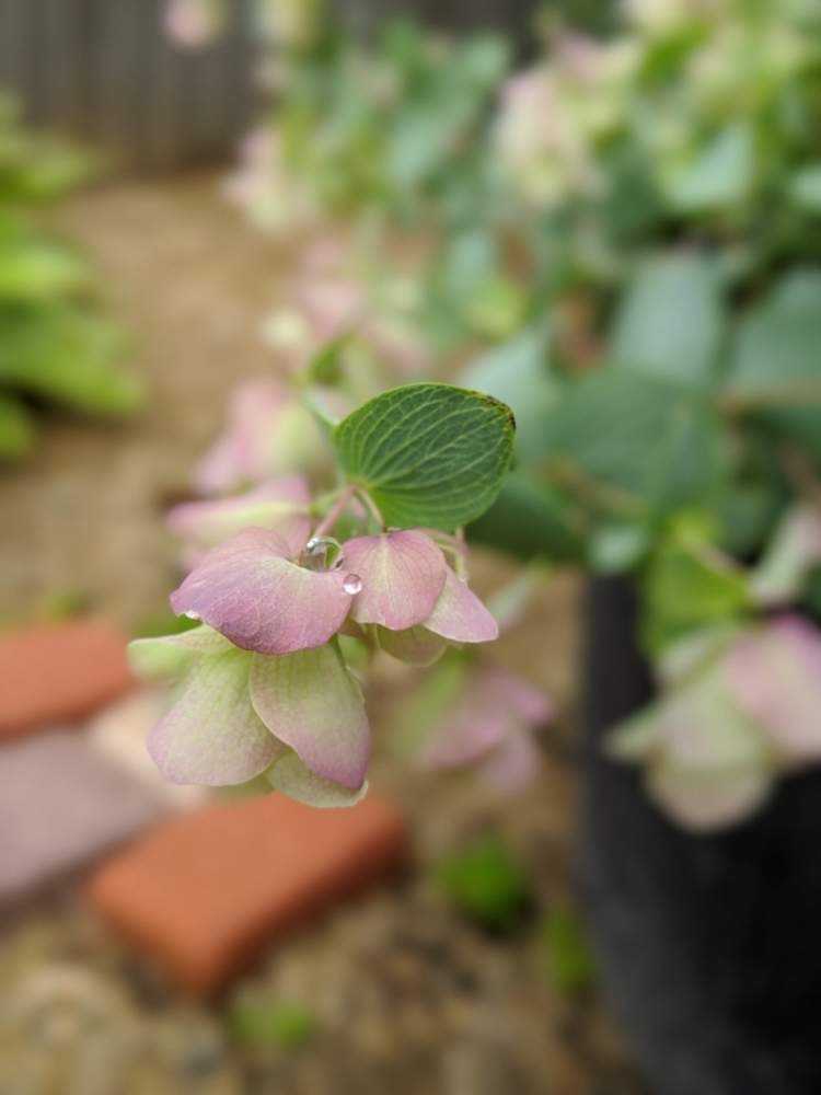 発色綺麗♡ケントオレガノビューティ 切り花 8本 花20以上 発色綺麗