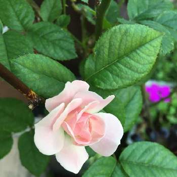 薔薇セレッソの画像 by グッチさん | 広い庭と薔薇♪とばら バラ 薔薇とおうち園芸と薔薇セレッソ