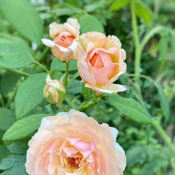 グレイスの画像 by kyonekoさん | 小さな庭とグレイスとばら バラ 薔薇と薔薇愛同盟とお気に入りとGS映えと大好きとナチュラルガーデンとおうち園芸とPWフォトコン2020とバラ 鉢植えとイングリッシュ・ローズと可愛いとGSでバラ園と花のある暮らしとロザリアン