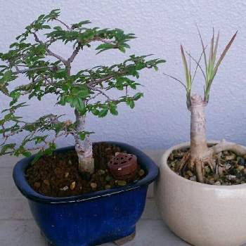 ドラセナ挿し木の画像 by あららさん | 盆栽とドラセナ挿し木