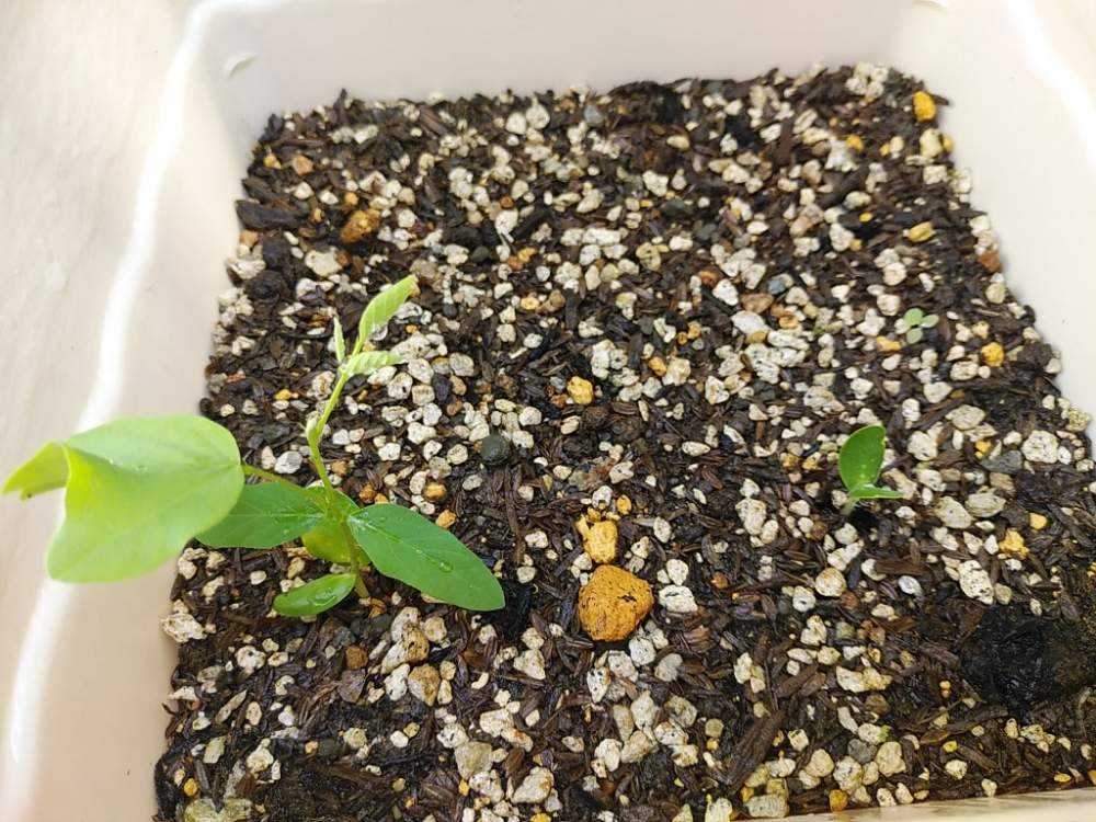 バタフライピーの成長記録 前期 4 17 7 21 Greensnap グリーンスナップ