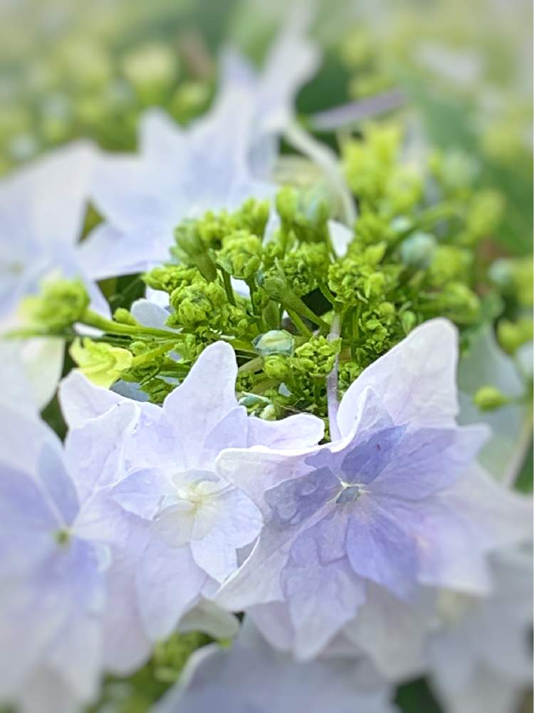 紫陽花 隅田の花火の投稿画像 By もりもりさん 紫陽花 アジサイ あじさいと花のある暮らしといい季節と植物を愛すると紫陽花 アジサイ あじさいと花のある暮らしといい季節と植物を愛する 月6月24日 Greensnap グリーンスナップ Greensnap グリーン