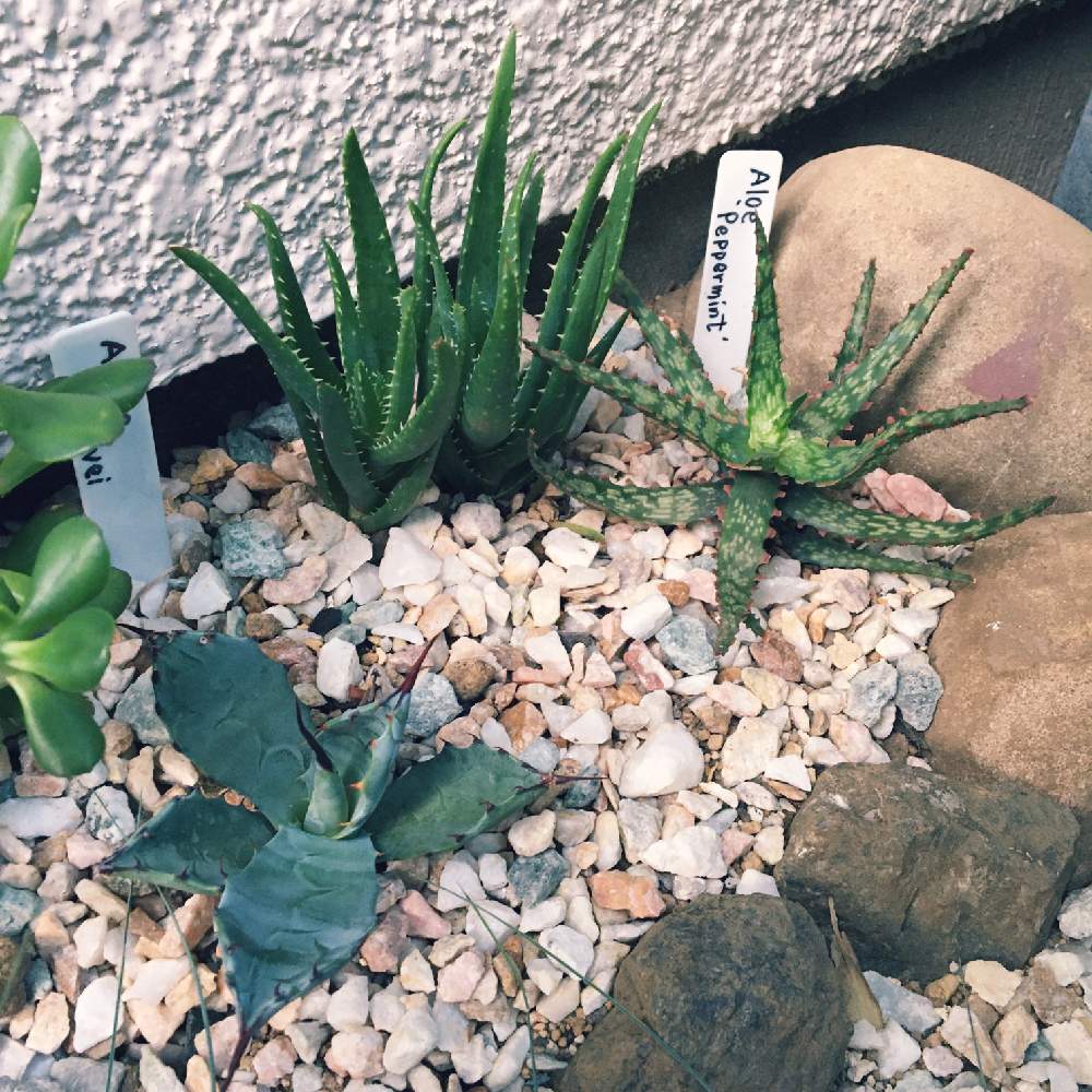 最も信頼できる アロエ ポリフィラ ロックガーデン ドライガーデン 多肉植物 植物 観葉植物 Alrc Asia