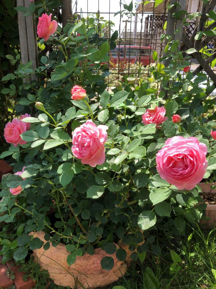 バラ ボスコベルの投稿画像 By メイさん ばら バラ 薔薇と水曜ローズショーとばら大好きとばら好きです とgsでバラ園と花のある暮らしとばら 薔薇 バラとばらの香りとばらに魅せられて 月6月24日 Greensnap グリーンスナップ