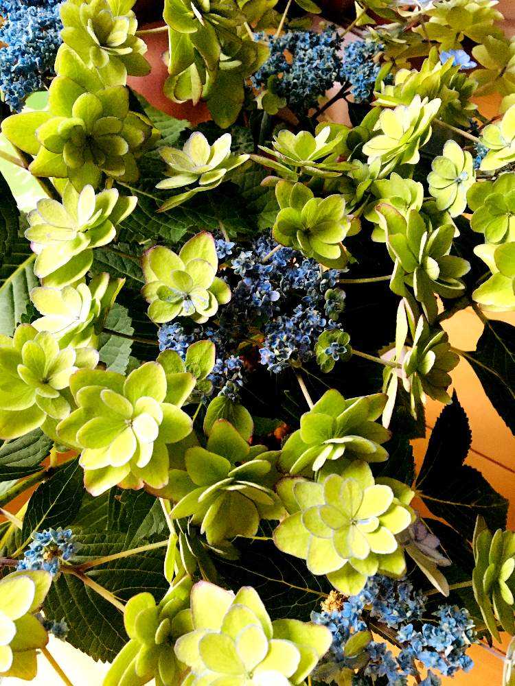 紫陽花 ひな祭りの色の変化 Greensnap グリーンスナップ