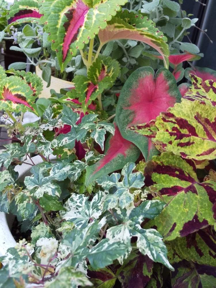 コリウスの投稿画像 By Cha Coさん 斑入り野葡萄と錦の日とナンセンスギャグセンス隊 月6月24日 Greensnap グリーンスナップ