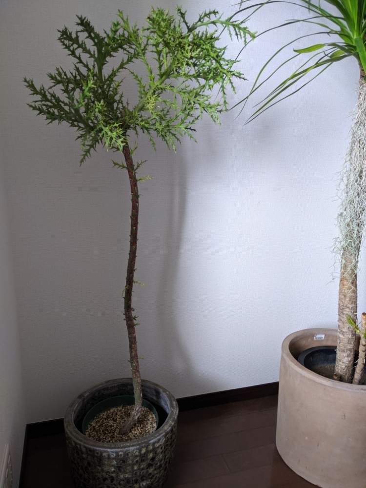 ユーフォルビア ステノクラーダ トナカイ麒麟 7号くらい 希少品種レア