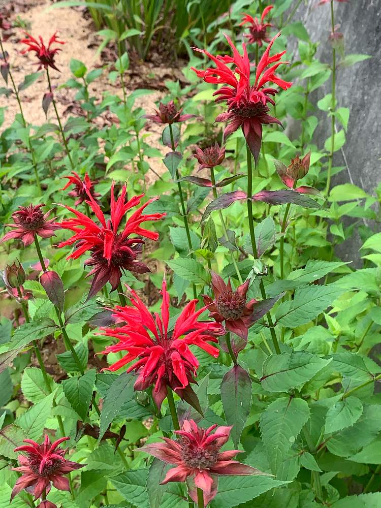 癒しの草花の投稿画像 By えっちゃんさん ベルガモットとタイマツソウとモルダナとお出かけ先と癒しの草花 月6月24日 Greensnap グリーンスナップ Greensnap グリーンスナップ