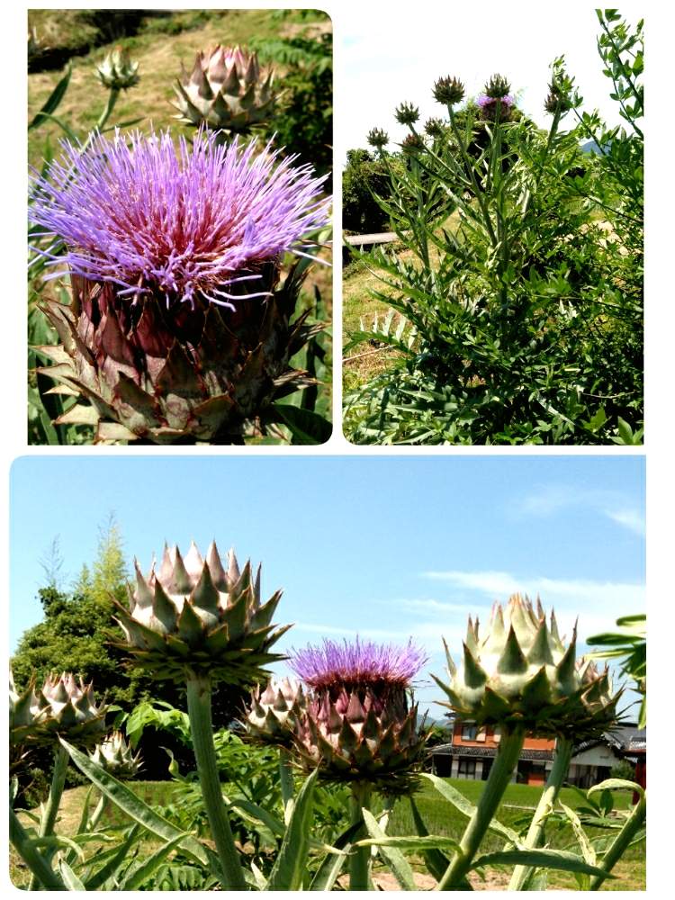 畑の投稿画像 By かずえ715さん 月6月24日 Greensnap グリーンスナップ