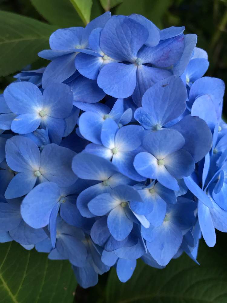 紫陽花の投稿画像 By Sssさん アジサイ 紫陽花と紫陽花 アジサイ あじさいと水色の花とあおとアジサイ 紫陽花と紫陽花 アジサイ あじさいと水色の花とあお 月6月24日 Greensnap グリーンスナップ Greensnap グリーンスナップ