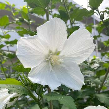 白の魅力❤の画像 by Emma's Garden♡さん | お出かけ先とムクゲと初夏の花々と白の魅力❤と東京とおさんぽと相談と白の花とお散歩と街角の花