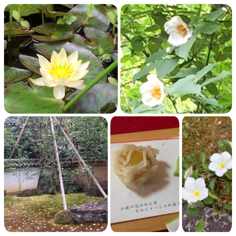 ハスの投稿画像 By みどあきさん 沙羅双樹とナツツバキ 沙羅の木 とギンパイソウ 銀盃草 月6月24日 Greensnap グリーンスナップ
