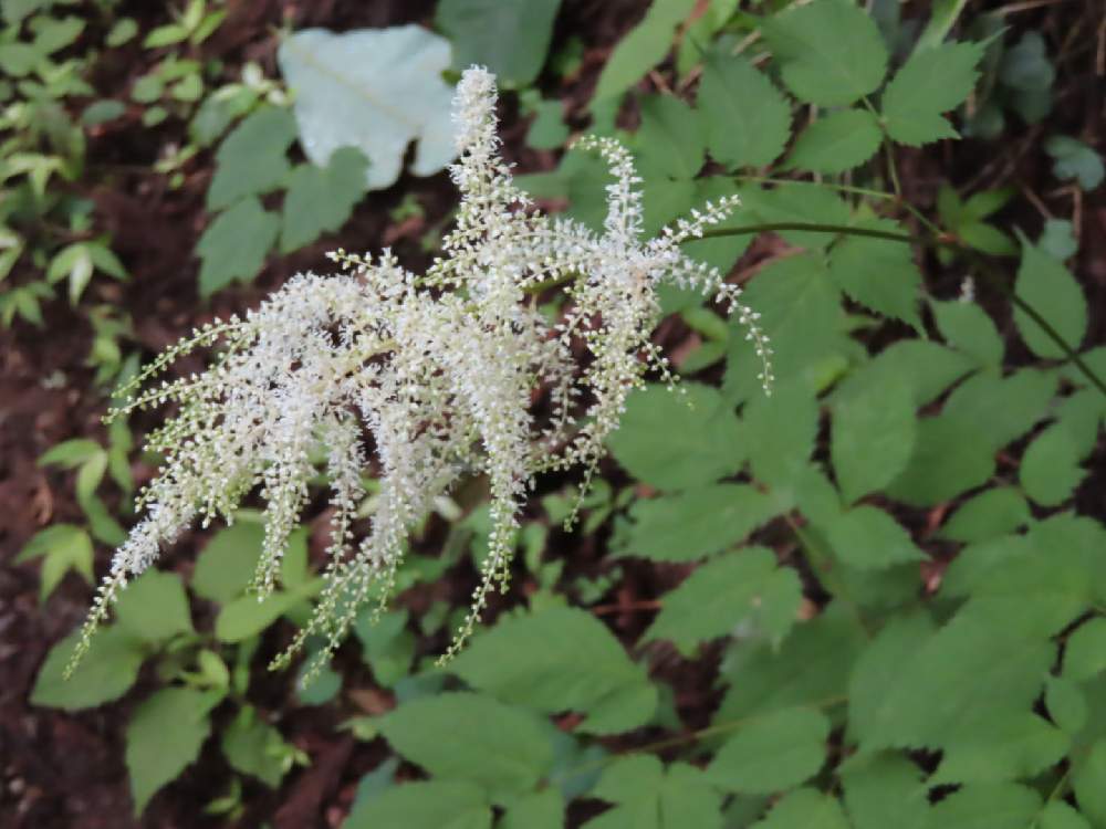 トリアシショウマの投稿画像 By Momoppyさん 月6月24日 Greensnap グリーンスナップ Greensnap グリーンスナップ