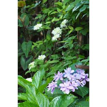 ６月の花の画像 by 我楽多さん | 小さな庭といつもの箱庭とOM-D E-M1Ⅱと６月の花とOLY 40-150mm F2.8 Proと六月の箱庭とアジサイ　紫陽花とクレマチス・白万重