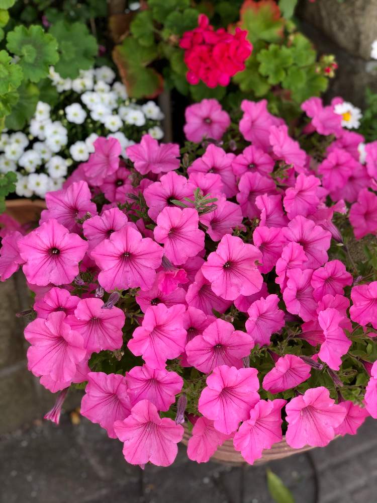 カラフルの投稿画像 By Kay Tmgsk K S Farm さん ピンク色と今日の一枚と和む花とピンクと鮮やか とウォーキング 月6月24日 Greensnap グリーンスナップ