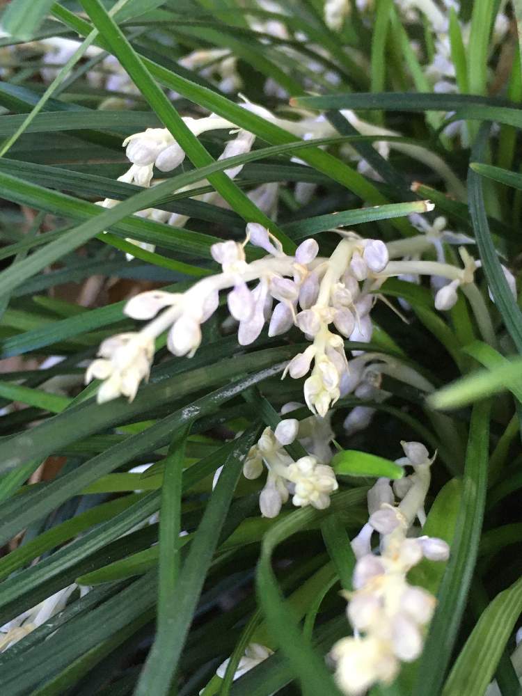 ジャノヒゲの花の投稿画像 By じぇっとんさん 雑草と白い花と近所散歩 月6月25日 Greensnap グリーンスナップ