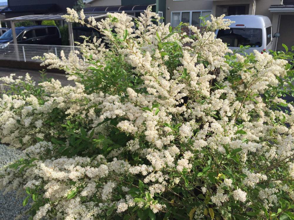 シルバープリペットの投稿画像 By ながありきさん 月6月25日 Greensnap グリーンスナップ