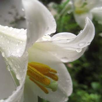 水玉雨雫の画像 by otoさん | お出かけ先とテッポウユリと白い花と夏。と水玉雨雫ととある花壇
