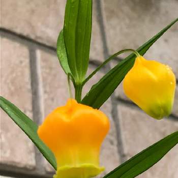 サービス品の画像 by みたさん | サンダーソニア　オーランチアカとサンダーソニアとサービス品と小さな花壇とおうち園芸と球根から育ててと黄色い花