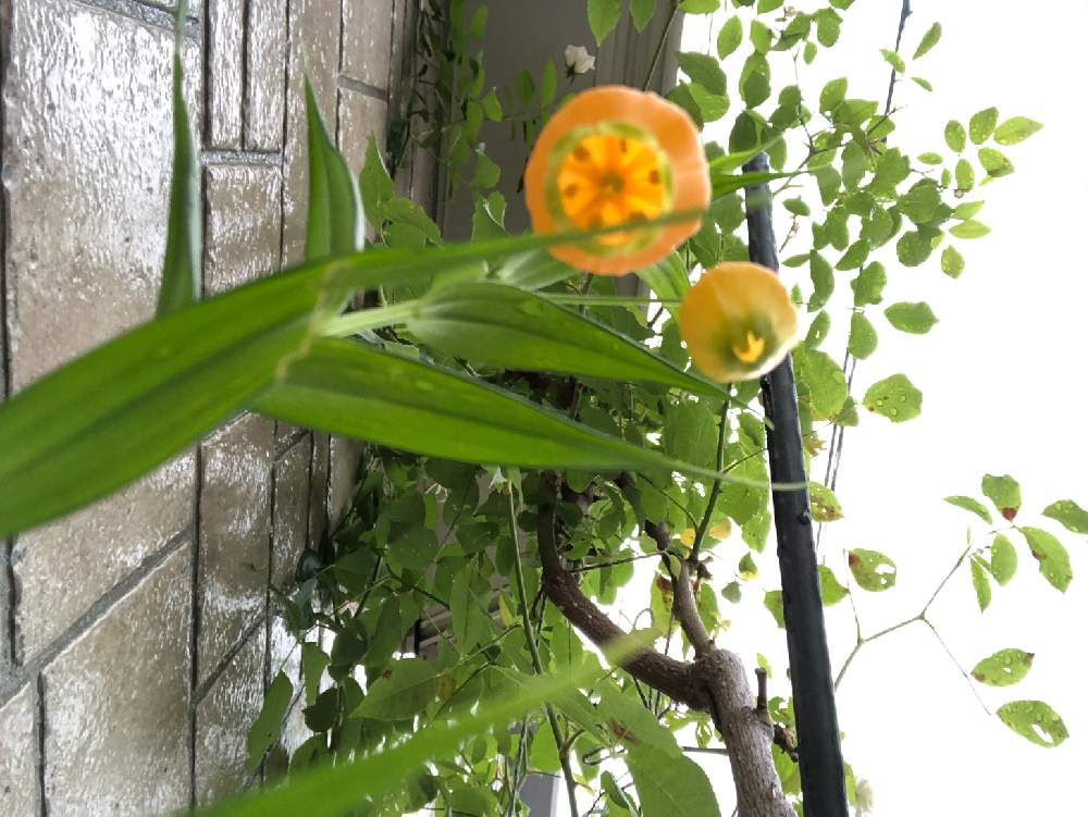 サンダーソニア オーランチアカの投稿画像 By みたさん サービス品と小さな花壇とおうち園芸と球根から育ててと黄色い花 月6月25日 Greensnap グリーンスナップ