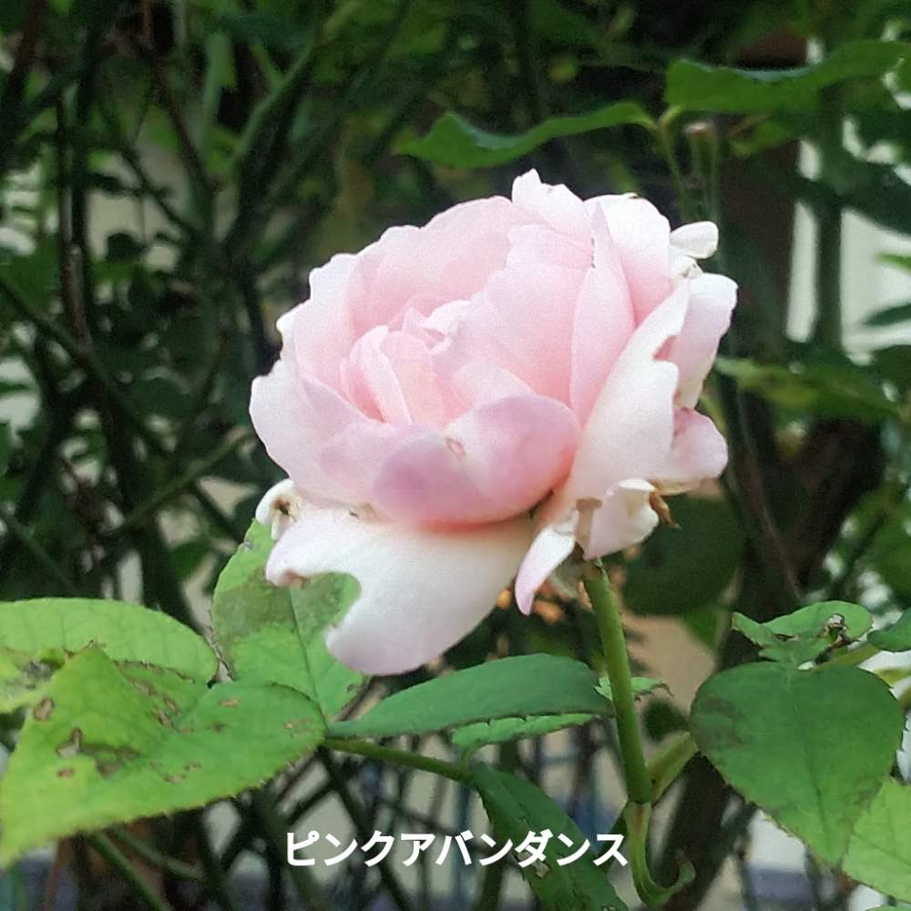 ピンクアバンダンス薔薇の投稿画像 By メリーさん おうち園芸と小さい花壇と花のある暮らしと狭い花壇とばら 薔薇 バラと地植え 月6月25日 Greensnap グリーンスナップ
