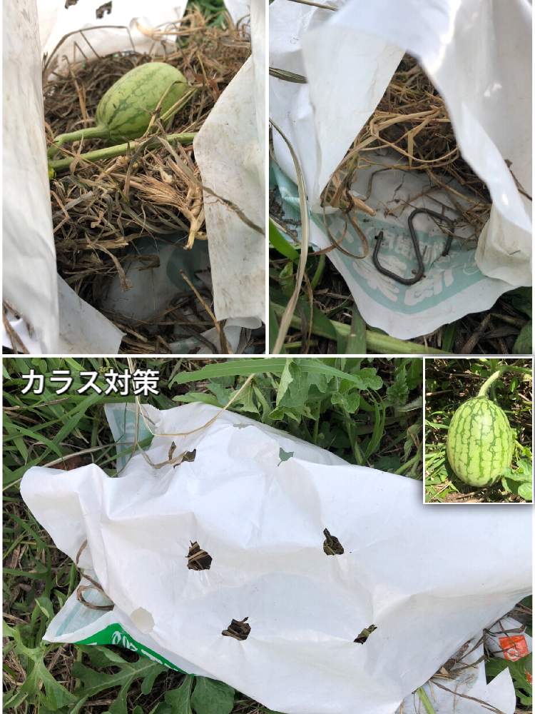 小玉スイカの投稿画像 By Kwackyさん 花のある暮らしと家庭菜園奮闘日記とカラス対策とおうち園芸 月6月25日 Greensnap グリーンスナップ