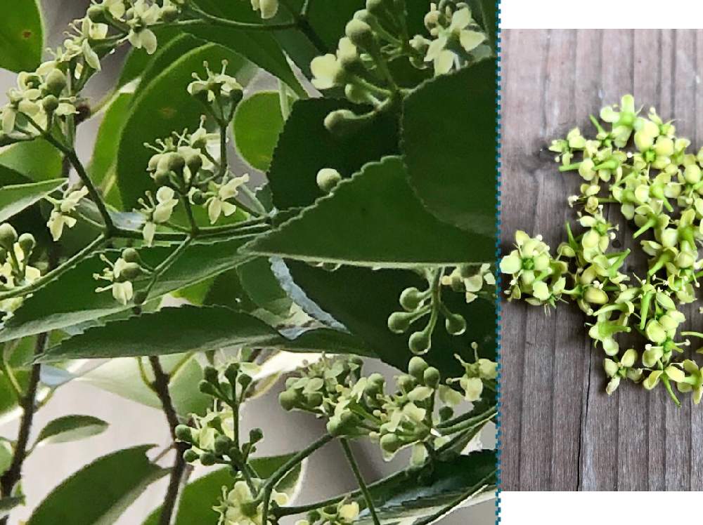 マサキの投稿画像 By Heathさん 樹木の花とおうち園芸と成長記録と緑色の花と地植えとニシキギ科 月6月25日 Greensnap グリーンスナップ