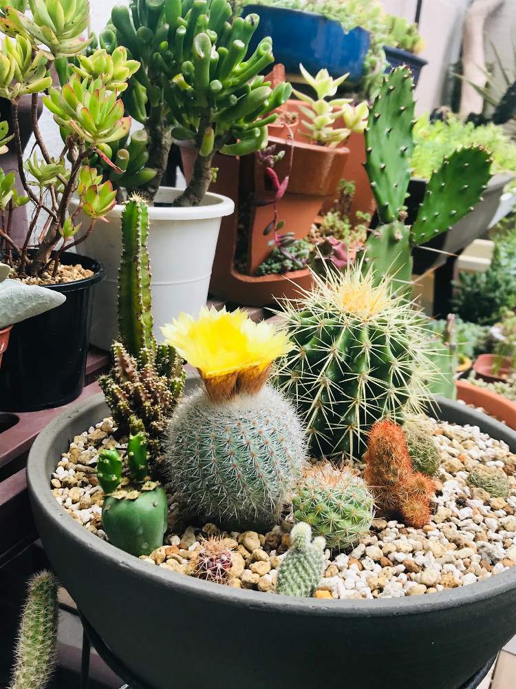白小町の投稿画像 By むねちかさん 多肉植物とサボテン科とシノクラッスラ属と多肉好きとタニラーと多肉生活とノトカクタス属と多肉植物とサボテン科とシノクラッスラ属と多肉好きとタニラーと多肉生活とノトカクタス属 月6月25日 Greensnap グリーンスナップ