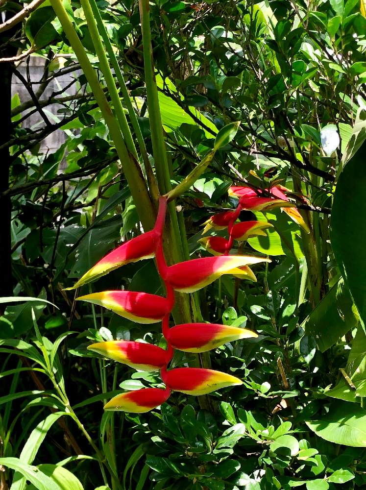 ヘリコニアの投稿画像 By Sacoペトレアさん 地植えと花のある暮らしと沖縄と赤い花 月6月25日 Greensnap グリーンスナップ