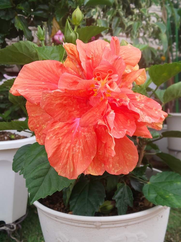 ハイビスカスの投稿画像 By まみ さん 八重ハイビスカスとハイビスカスの花と広い庭とハイビスカスの花 月6月25日 Greensnap グリーンスナップ Greensnap グリーンスナップ