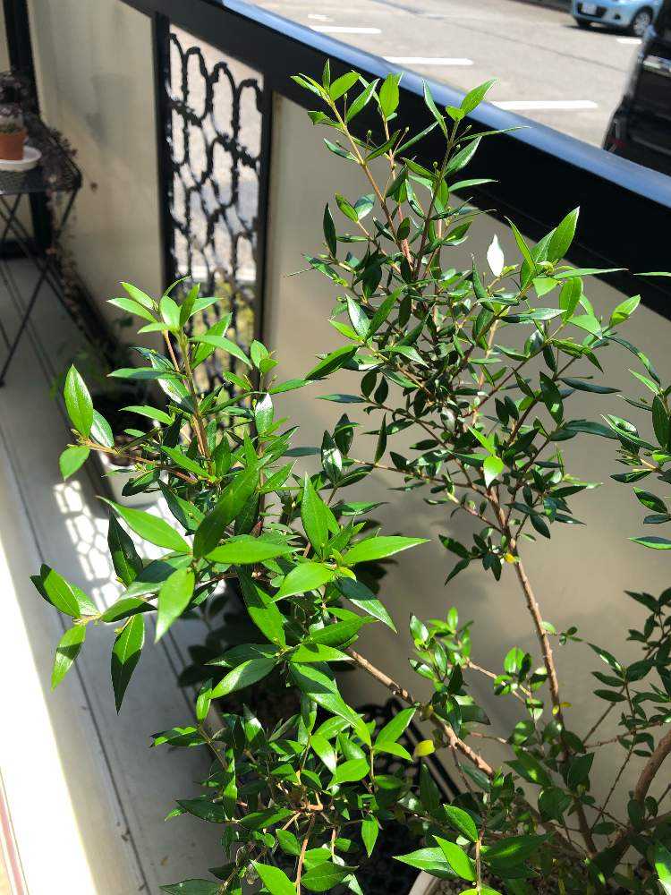 ギンバイカ マートル 開花記録 Greensnap グリーンスナップ ギンバイカ マートル 開花記録 Greensnap グリーンスナップ