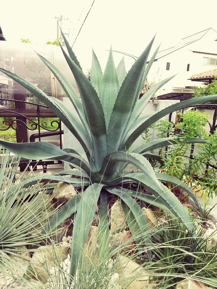 リュウゼツランの投稿画像 By Kuniondoさん アガベ アメリカーナとリュウゼツラン科とおうち園芸と植中毒と珍奇植物と アオノ リュウゼツラン と我が家の庭と珍奇植物とアガベ アメリカーナとアガベ属と洋風の庭 月6月25日 Greensnap グリーンスナップ