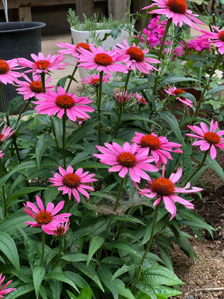 エキナセアの投稿画像 By ネズナイカさん 癒しと花のある暮らしとターシャの庭とおうち園芸 月6月25日 Greensnap グリーンスナップ