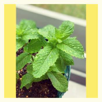 虫除けハーブの投稿画像一覧 Greensnap グリーンスナップ