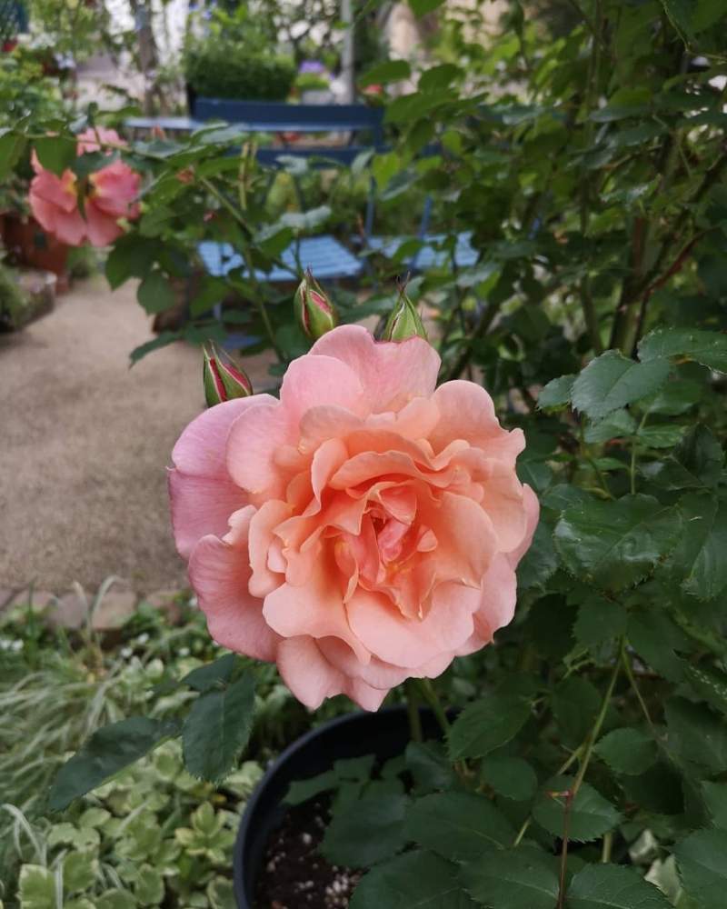 バラの投稿画像 By Takako さん バラ サンセットグロウと今日の花と美しいと北海道 月6月25日 Greensnap グリーンスナップ