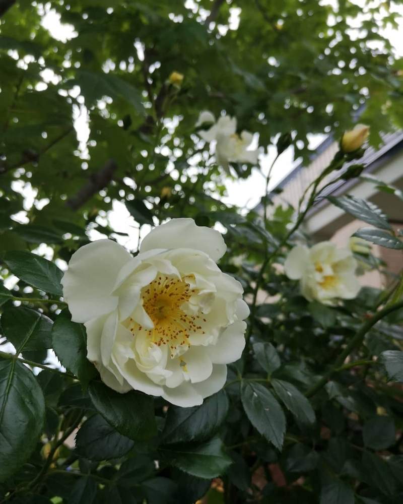 バラの投稿画像 By Takako さん バラ シティ オブ ヨークとカップ咲きとオベリスクと今日の花とかわいいといやされると北海道 月6月25日 Greensnap グリーンスナップ