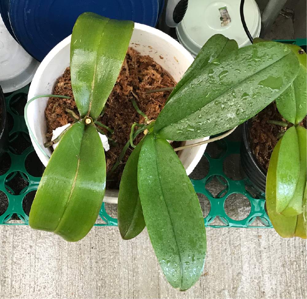 胡蝶蘭 記録 2 子株を取り外した Greensnap グリーンスナップ