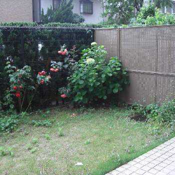 大きくなりすぎて困った紫陽花の投稿画像一覧 Greensnap グリーンスナップ