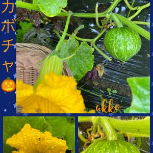 カボチャ  九重栗,自然の恵み,無農薬野菜,オーガニック野菜 ,新鮮な野菜の画像